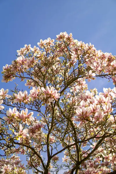 Büyük bir parkta, mavi gökyüzünün arka planına karşı güzel, çiçek açan pembe manolya manolyası.