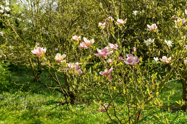 Büyük bir parkta, yeşil çalıların arka planında güzel açan pembe manolya manolyası