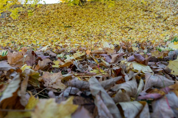 Красочная Теплая Осень Цитадельном Парке Крепость Познань Полном Красивых Красок — стоковое фото
