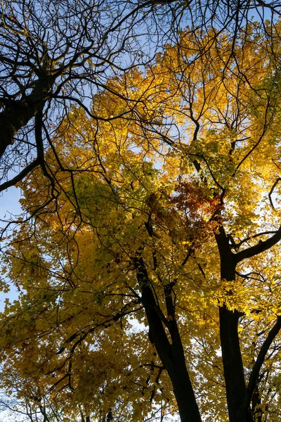 Güzel renklerle dolu Hisar Parkı 'nda (Poznan Kalesi) renkli, ılık bir sonbahar. 