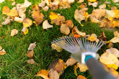 Onları temizlemek için özel tırmıklarla kaplı sonbahar yapraklarının çıkarılması, yaprakları süpürmek ve sonbahar temizliği, böcek habitatı, kışın gelmesi.