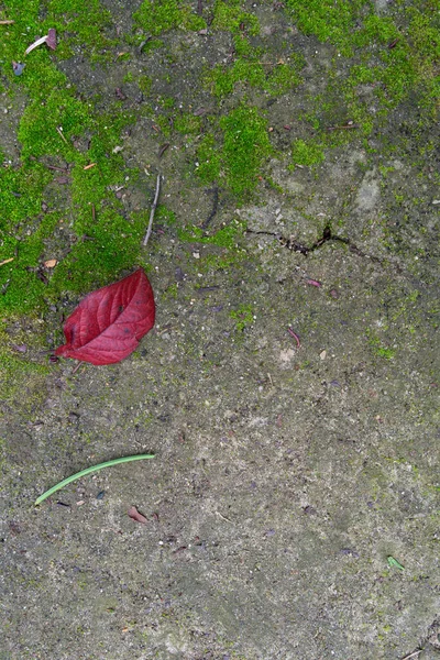 arkaplan, beton yüzeyde yeşil yosun