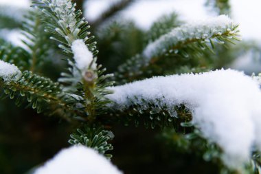 Kozalaklı ağaçların karla kaplı dalları vardır.