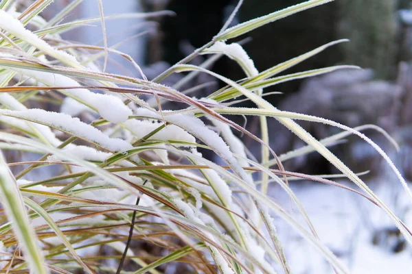 Gefrorenes Ziergras Winter Mit Schnee Bedeckt — Stockfoto