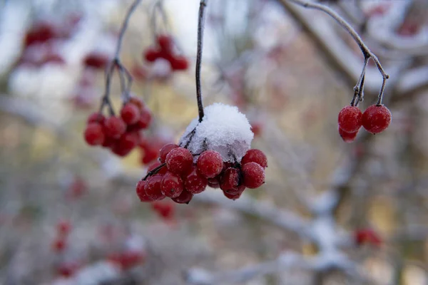 Kış boyunca karla kaplı callas ve bulanık bir arka plan
