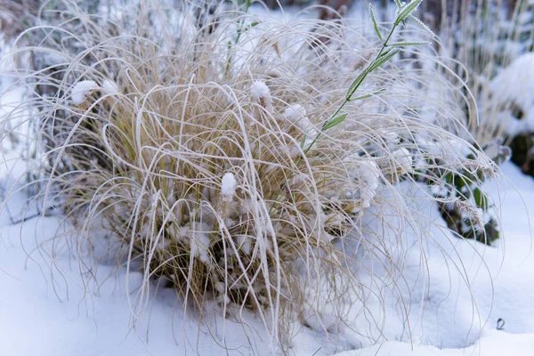 Kış boyunca karla kaplı donmuş süs çimenleri.