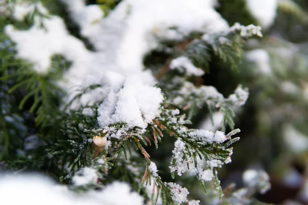Bulanık arkaplan, don sırasında karla kaplı selvi.