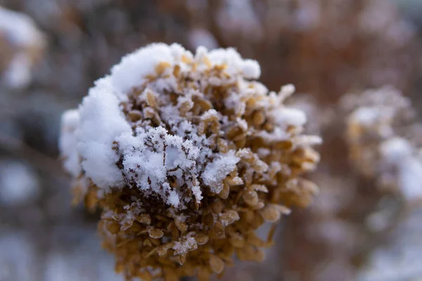 Soğuk bir kış boyunca karla kaplı ortanca