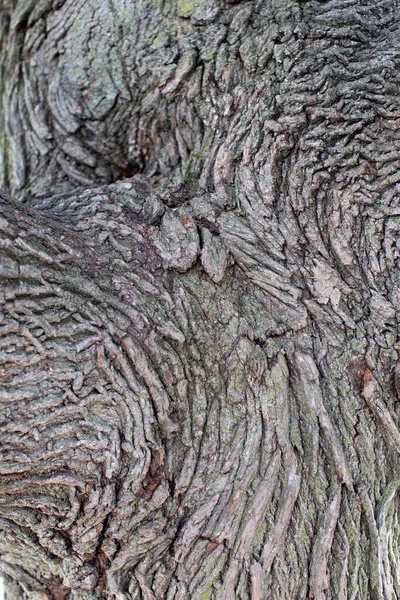 Unique Swirling Bark Texture — Stock Photo, Image