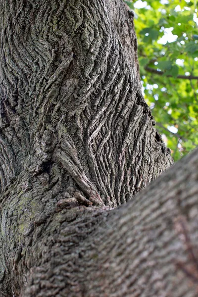 Unique Bark Pattern Large Tree — Stock Photo, Image