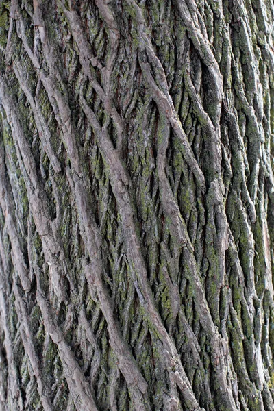 Unique Bark Pattern Large Tree — Stock Photo, Image