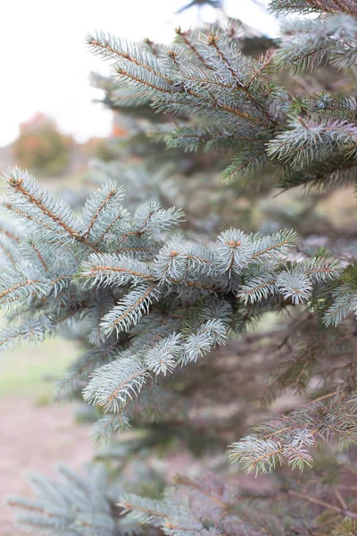 Ramas Pinos Michigan — Foto de Stock