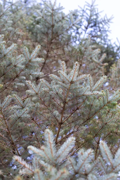 Branches Pins Michigan — Photo