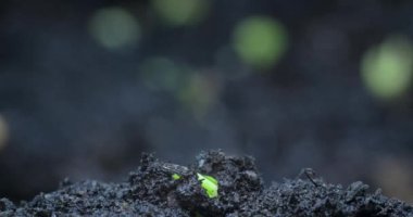 Yerden gelen tahılların güzel yalnız filizlenmesi