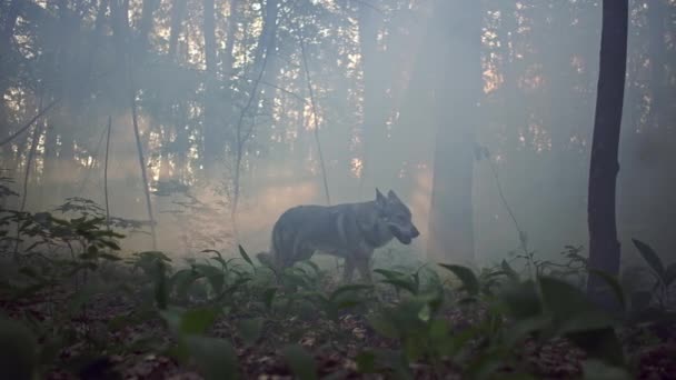 Silhouet van een grijze wolf die rent en stopt in het bos. — Stockvideo