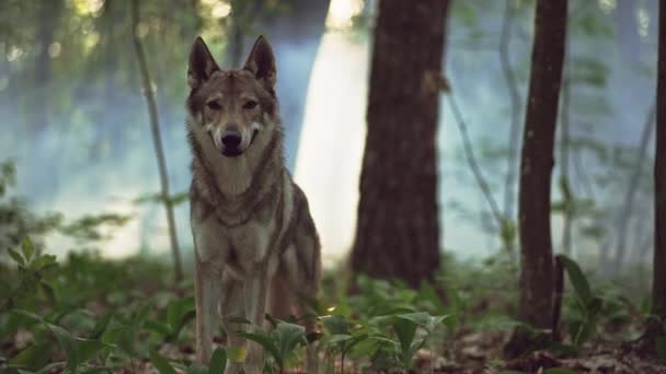 Lobo animal perigoso e selvagem na floresta. — Vídeo de Stock