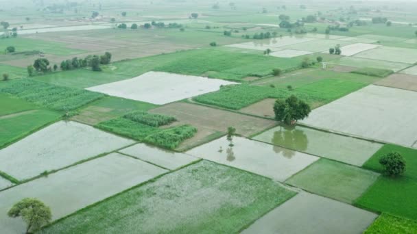 Vista aérea dos campos de arroz — Vídeo de Stock