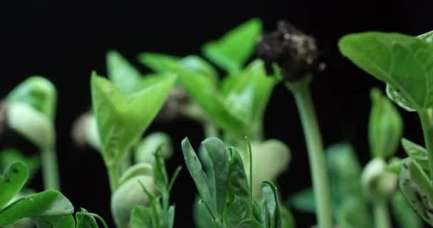 Time-lapse ανάπτυξη των φυτών μπιζελιών σε μαύρο φόντο — Αρχείο Βίντεο