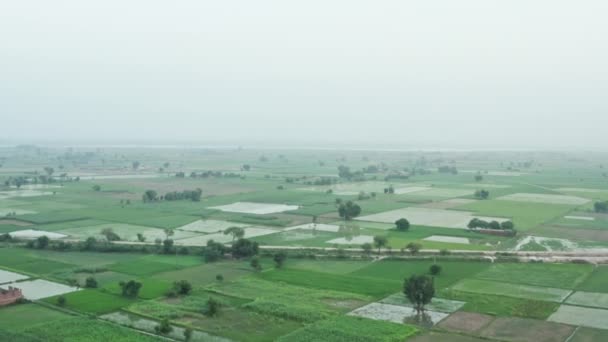 Widok z lotu ptaka na pola ryżowe w Pikistanie. — Wideo stockowe