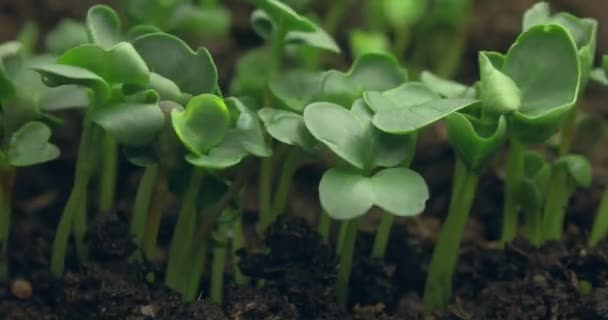 Вирощування рослин навесні Timelapse, розмноження паростків Новонароджений — стокове відео