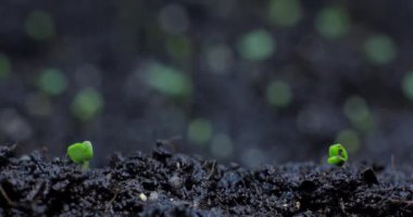 Çiçek filizlerinin hızlı filizlenmesi. 4K 'da hızlı bitki büyümesi