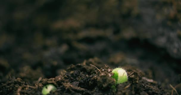 Germinação a partir do caule do solo e folha da planta. — Vídeo de Stock