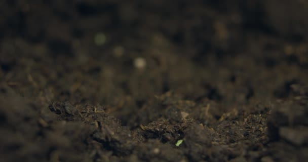 Plantas en crecimiento en primavera Timelapse, germinación de brotes — Vídeos de Stock