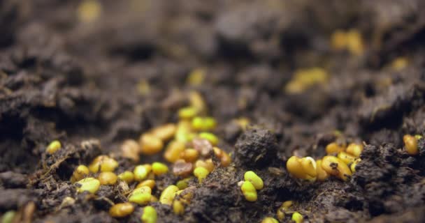 Wachsende Erntezeit. Frische grüne Pflanzen wachsen im Zeitraffer. — Stockvideo