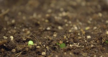 Yeni bir bitkinin kökeni. Yerden karpuz filizleri filizleniyor..