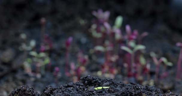 Watermeloen ontspruit uit de grond. Plantaardige groeitijdspanne — Stockvideo