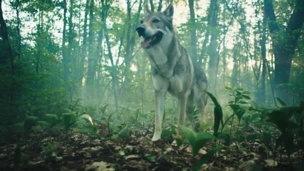 Άγριος επικίνδυνος λύκος στο δάσος. — Αρχείο Βίντεο