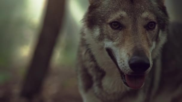 オオカミのスローモーションクローズアップビデオ. — ストック動画