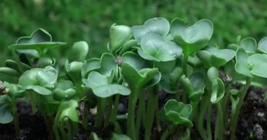 Büyüyen bitkinin hızlandırılmış videosu. Turp filizlerinin büyümesi