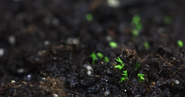 Brotes crecen el lapso de tiempo del suelo — Vídeos de Stock