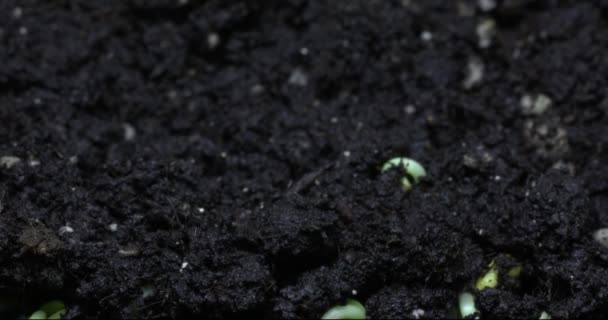 Les plantes se fraient un chemin à travers le sol, en un laps de temps — Video