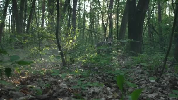 Las patas de los lobos corren por el suelo en el bosque. — Vídeos de Stock