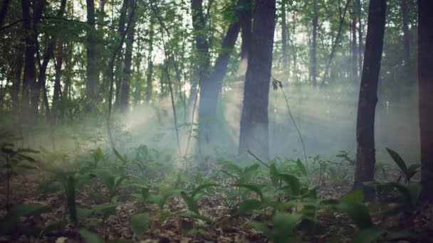 Bosque místico con niebla. El sol de la mañana atraviesa el follaje con rayos — Vídeos de Stock