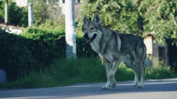 Wild animal wolf in city. Gray wolves into the village. — Stock Video