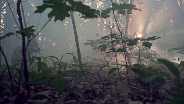 Der Wolf wandert durch einen mystischen Wald mit den Sonnenstrahlen in freier Wildbahn. — Stockvideo