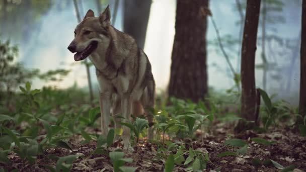 Vargjägare i skogslandskapet. — Stockvideo