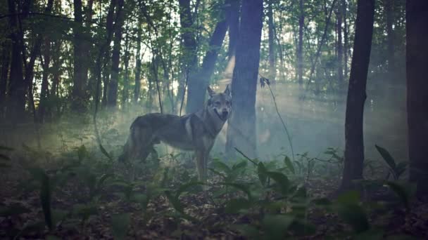 Ein mystischer Wald, in dem ein Wolf rennt und stehenbleibt. — Stockvideo