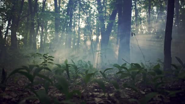 Mistyczny las z mgłą. Poranne słońce. — Wideo stockowe