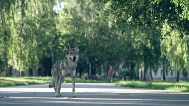 灰色のオオカミは都市公園で実行されます。チェコスロバキア｜Wolfdog — ストック動画