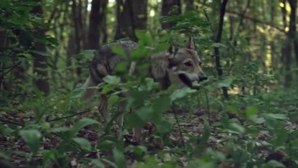 El lobo está corriendo en el bosque. Lobo patas primer plano. — Vídeos de Stock