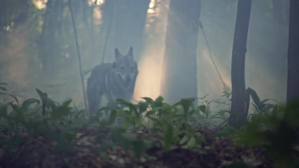 Vargen rinner genom morgonens mystiska skog med dimma. — Stockvideo