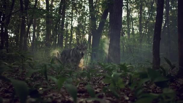 Όμορφη λύκος βγαίνει στο προσκήνιο κοντά στα δέντρα του δάσους. — Αρχείο Βίντεο