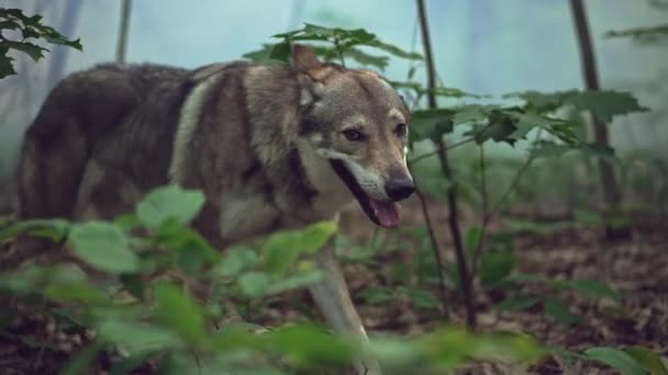 Gevaarlijke wolvenjager in een boslandschap. — Stockvideo