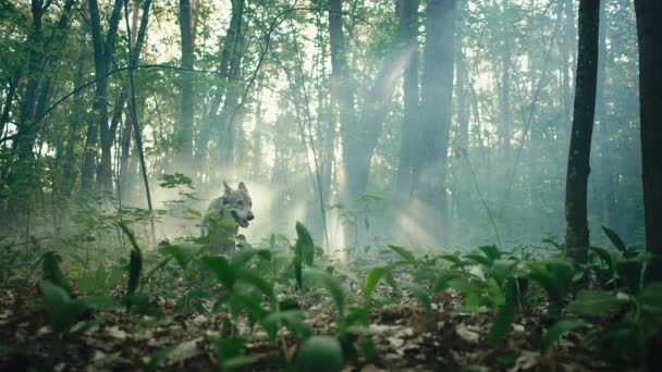 Lobo cinzento em uma bela floresta, com os raios do sol no fundo. — Vídeo de Stock