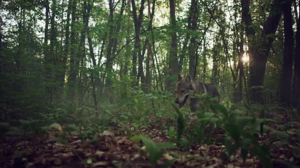 Wolf walking a in the forest, came to the front and looked around. — Stock Video