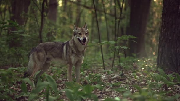 Επικίνδυνο και άγριο ζώο λύκος στο δάσος. — Αρχείο Βίντεο